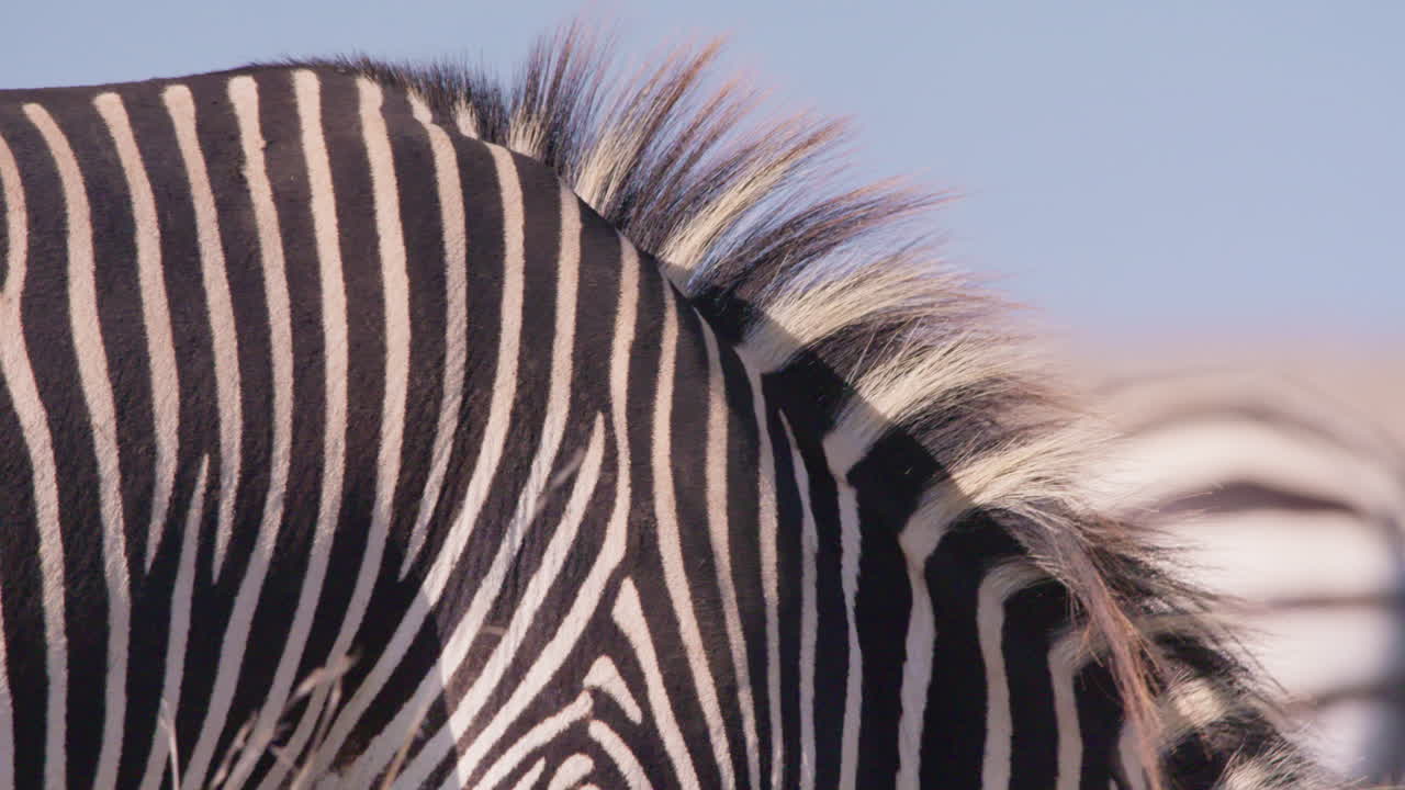 Grevy's Zebras neck in savannah grasslands
