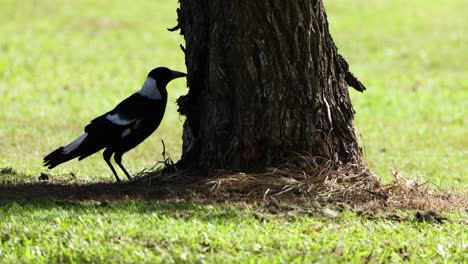 magpie moves and interacts near tree trunk