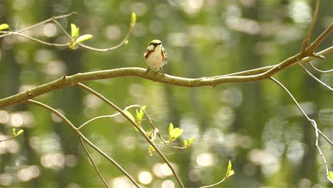 Kastaniensänger,-Der-Insekten-Frisst,-Während-Er-Auf-Einem-Ast-Eines-Baumes-Mit-Bokeh-Hintergrund-Sitzt