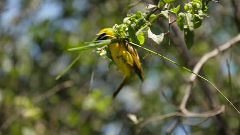 a male southern masked weaver hanging upside down whilst diligently building its nest on a swinging branch