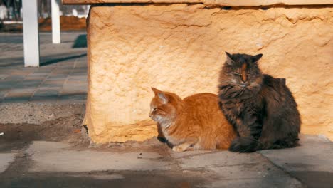 two gray and red homeless cats on the street in early spring