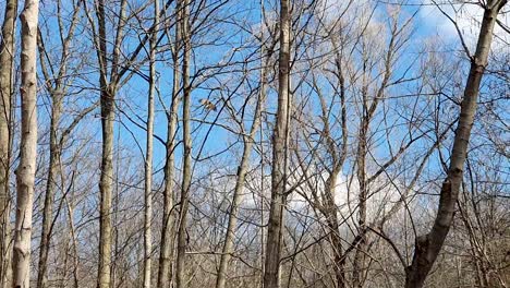 Red-Tailed-Hawk-gracefully-flies-from-one-branch-to-another