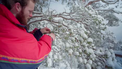 Kaukasischer-Mann,-Der-Einige-Stachelige-Blätter-Eines-Baums-Mit-Einer-Schere-Schneidet,-Die-Mit-Frischem-Schnee-In-Trondheim,-Norwegen-Bedeckt-Ist