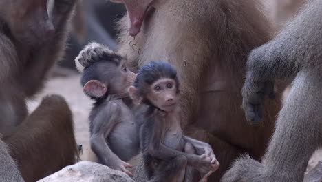 Babypavian,-Der-Mit-Familie-Spielt