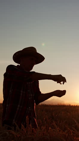 male silhouette in a hat in the wheat field at sunset. man pours the picked grain in hands. low angle view. vertical video