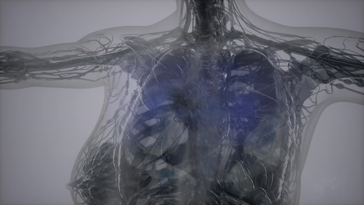 인체의 해부학 단층 촬영 스캔