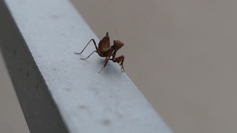 Mantis-Enana-Europea-Marrón-Caminando-Sobre-La-Barandilla,-Especie-De-Mantis-Religiosa