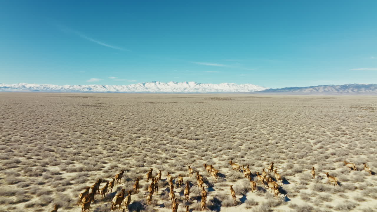Drone shot of a large herd of elk running through the Nevada high desert in the morning toward beautiful snow capped mountains. Aerial shot, camera flies over