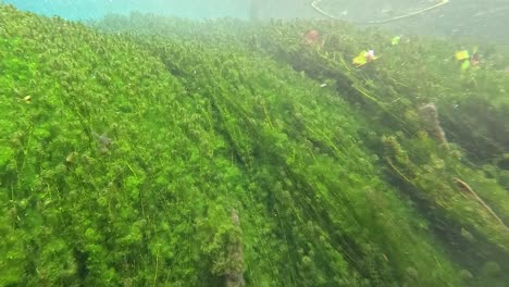 clear water reveals lush underwater vegetation