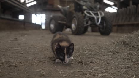 two friendly kittens playing in a barn