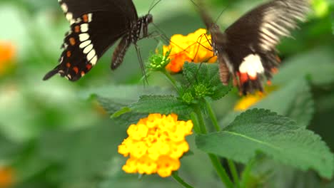 slow motion close up showing couple of black butterflies during pollination process on flower