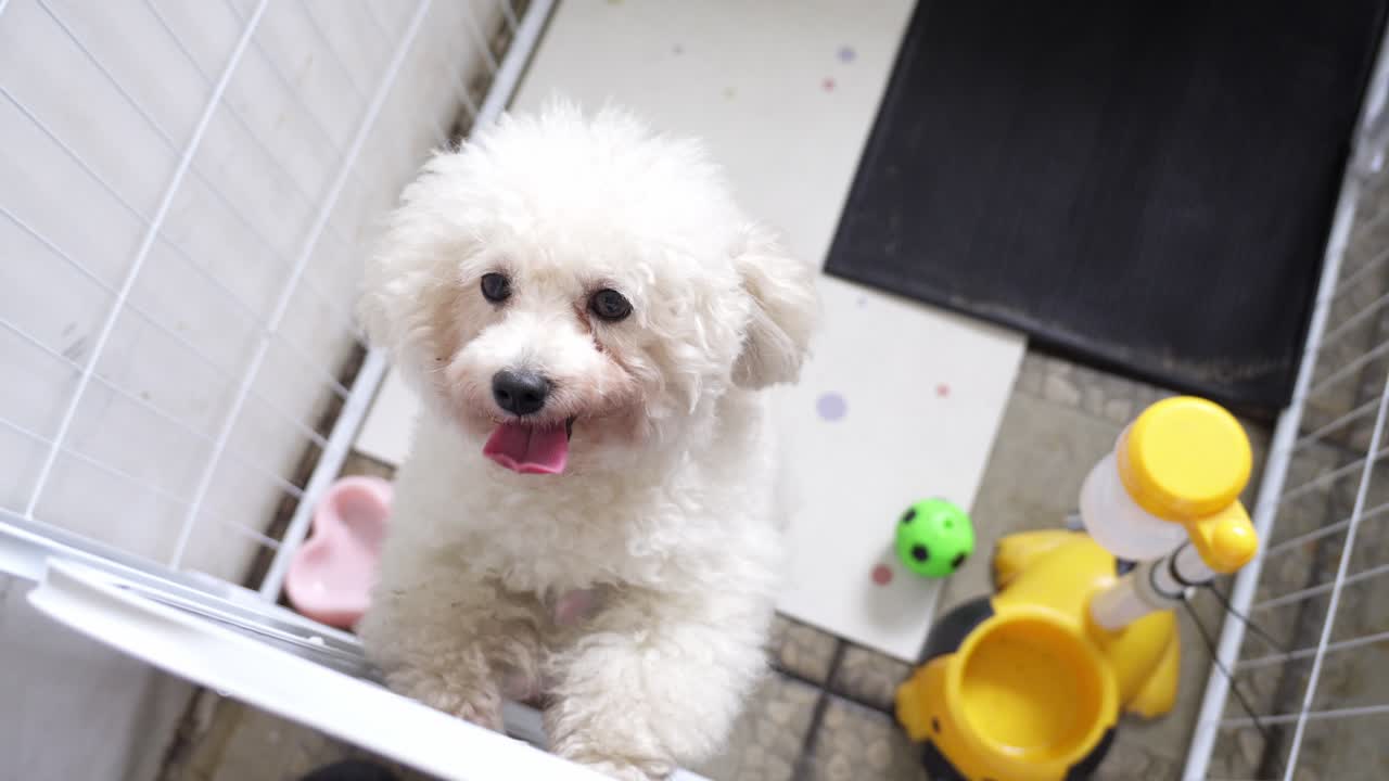 Cucciolo bianco carino dentro una gabbia che guarda in alto, vista dall'alto