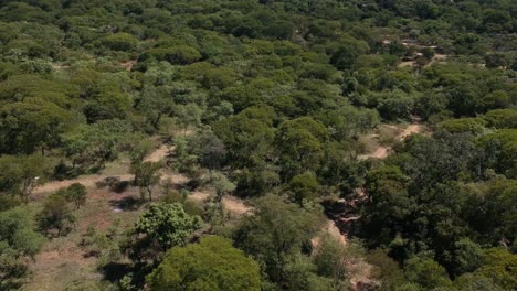 a push forward drone shot of trees in a dense bush area captured under sunny conditions