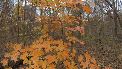 Steadicam-shot-moves-across-bright-orange-foliage-with-close-up-of-leaves