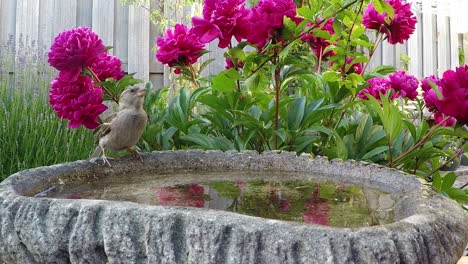 thirsty female sparrow drinks water from a concrete bowl