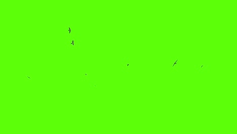 a flock of swallows circling, 3d rendering, green screen animation