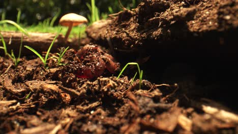 worm wriggling under log and in the dirt beside a mushroom