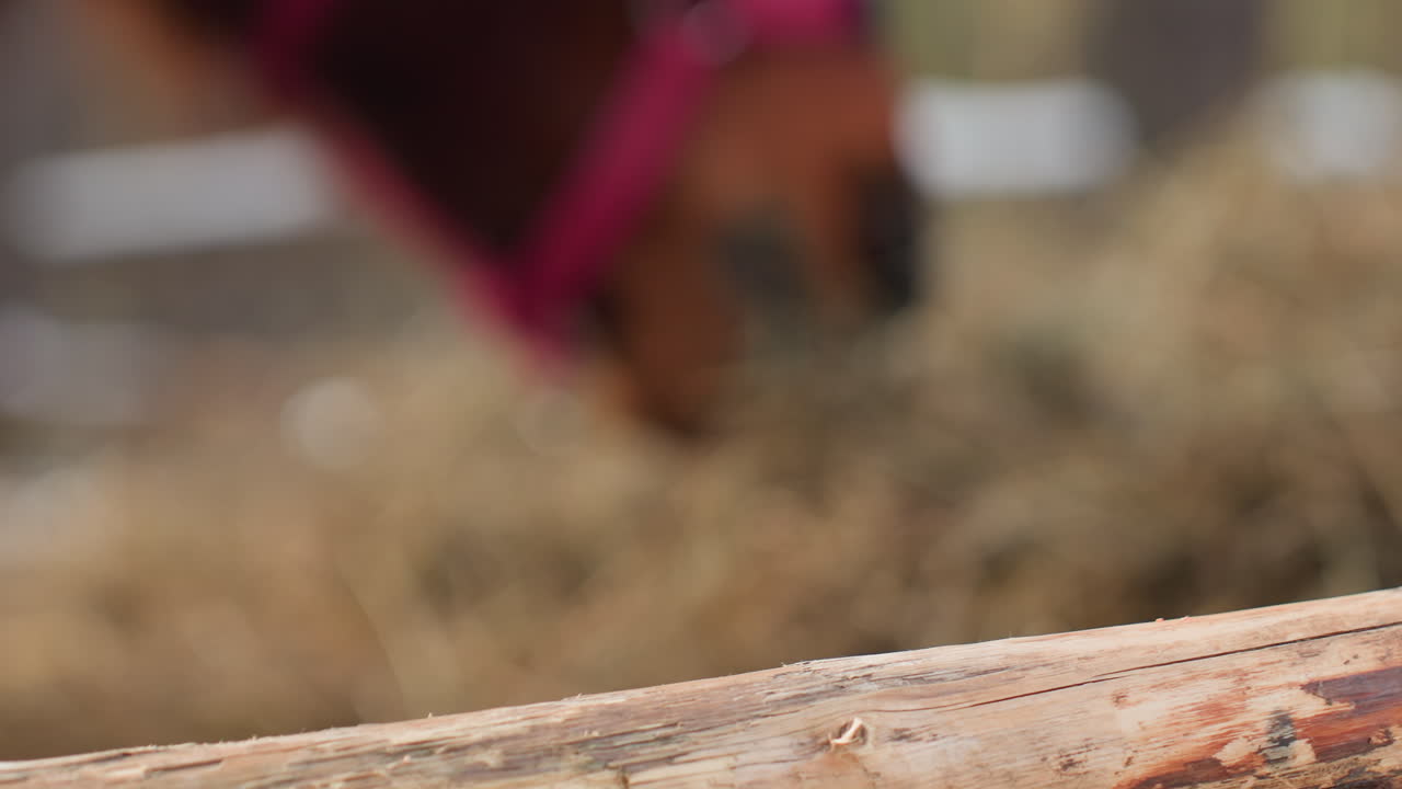 Escena tranquila de una granja con un poni, paisaje rural relajado con un caballo comiendo plácidamente detrás de unas barreras, escena agrícola tranquila que muestra un caballo comiendo heno cerca del límite del recinto