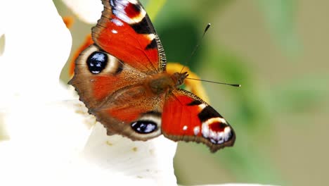 european peacock butterfly sits on a white flower