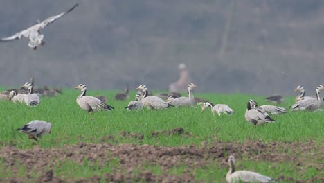 Herde-Von-Gänsen-Mit-BH-Köpfen-Landen-In-Weizenfeldern