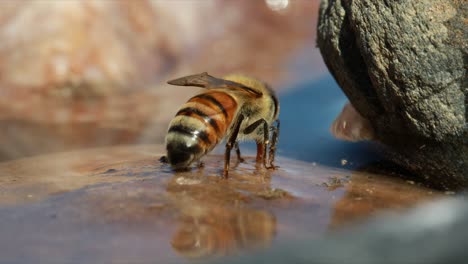 Abeja-Melífera-Sentada-En-Aguas-Poco-Profundas,-Con-El-Abdomen-Palpitante