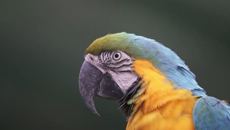 Nahaufnahme-Profilaufnahme-Eines-Blauen-Und-Gelben-Aras,-Der-Nach-Vorne-Schaut-Und-In-Zeitlupe-Blinkt