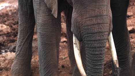 massive african elephant with large tusks. close up