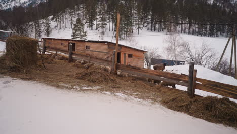 Sheep-eat-dry-hay-scattered-near-wooden-fencing-of-farm-barn