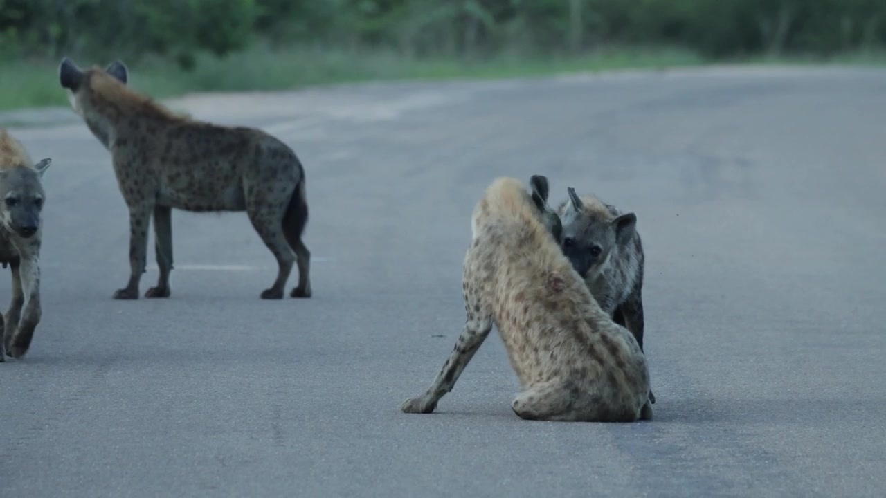 Four spotted hyena cubs play fighting in the tar road, Kruger National Park, South Africa.
