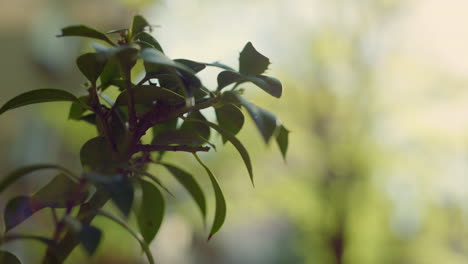 Leuchtend-Grüner-Pflanzenzweig,-Der-Im-Sonnenlichtgarten-Wächst.-Abstraktes-Naturkonzept.