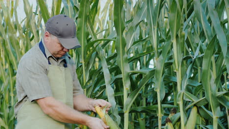 Male-Farmer-Working-In-The-Field-Of-Corn-Studying-Young-Heads-4K-Video