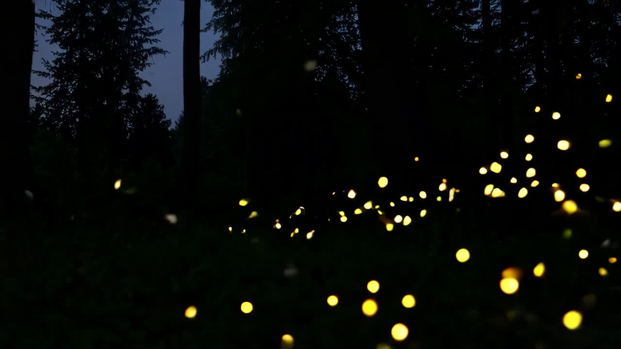 Fireflies in a dark forest at night