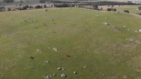 Aerial-shot,-smooth-panning-down-over-cows-in-grassy-field