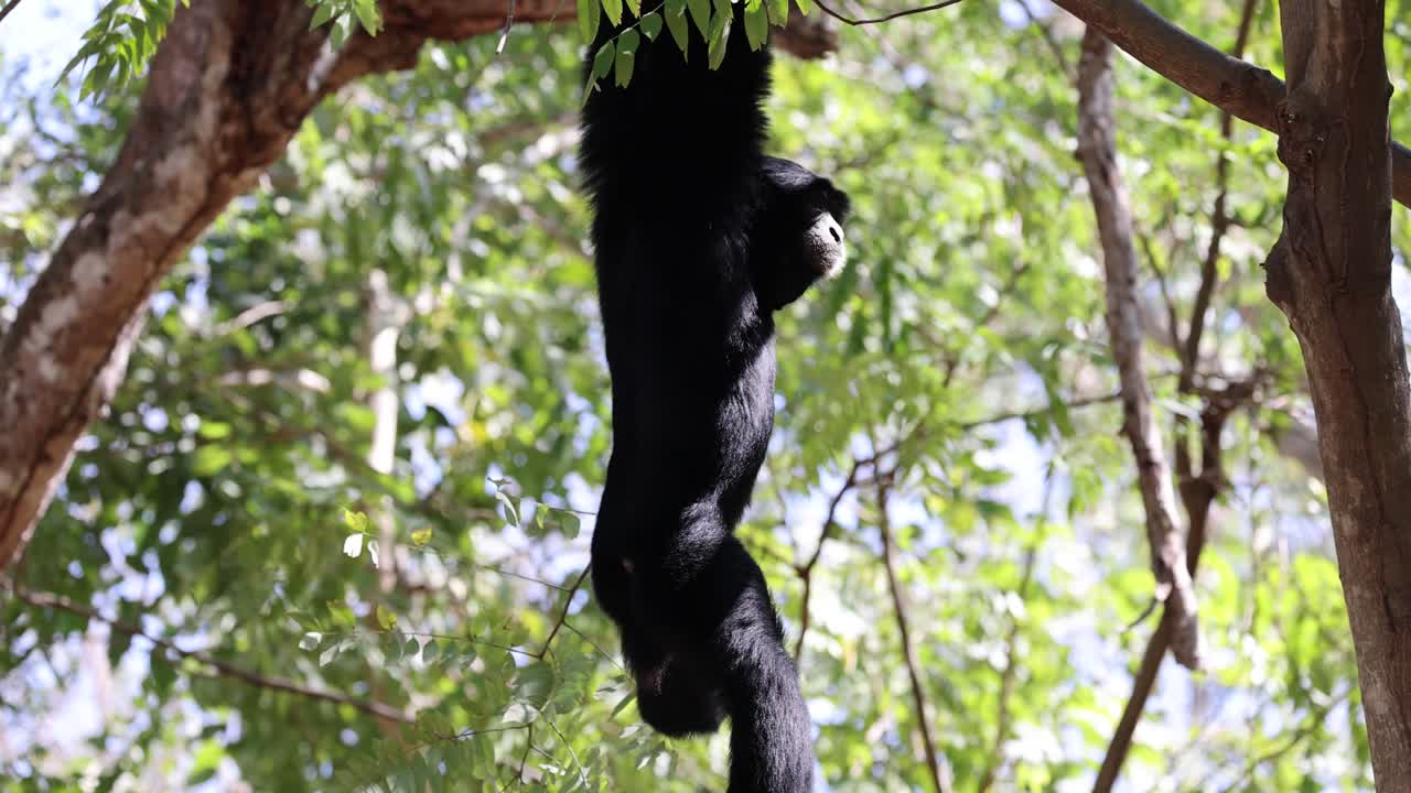 gibón negro colgando de la rama de un árbol