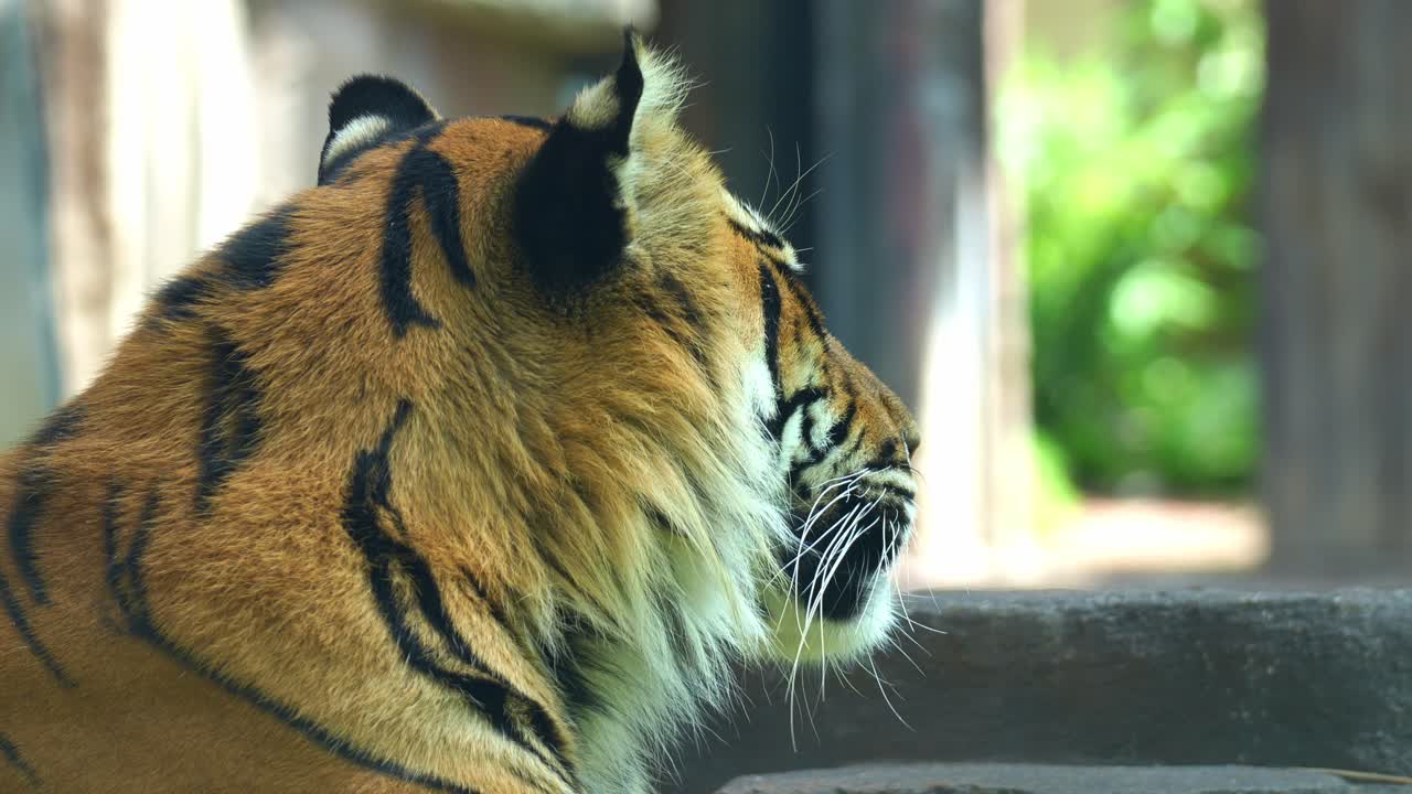絶滅危惧種に指定されている頂点捕食者、スマトラトラが地面に伏せて休んでいるクローズアップ写真