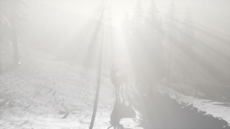 Orgulloso-Macho-De-Ciervo-Noble-En-El-Bosque-De-Nieve-De-Invierno