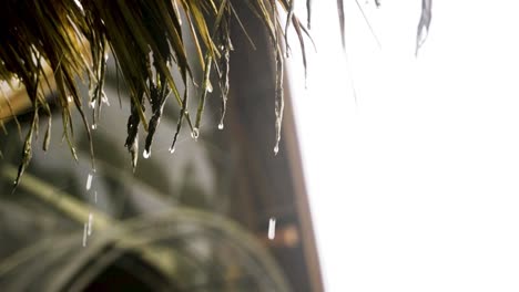 Las-Gotas-De-Lluvia-Gotean-Desde-El-Borde-De-Las-Hojas-De-Palma-Que-Cubren-La-Choza-Tropical-En-Bali