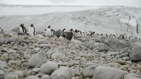 pingüinos en la colonia luchando por rocas y piedras alrededor del nido
