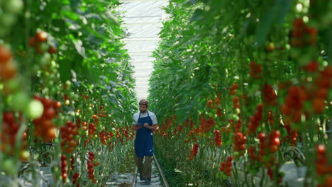 Agribusiness-owner-device-monitoring-harvesting-tomatoes-process-in-plantation