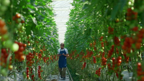 propietario de una empresa agrícola que supervisa el proceso de cosecha de tomates en la plantación