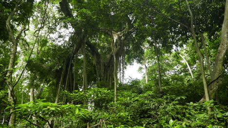 la selva tropical exuberante del santuario del bosque del mono sagrado en ubud, indonesia