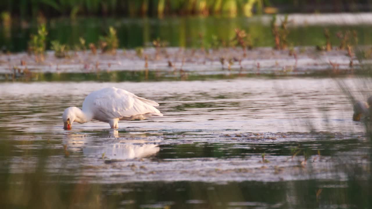 los cucharones comunes barren los picos de un lado a otro en un arroyo poco profundo en busca de presas.