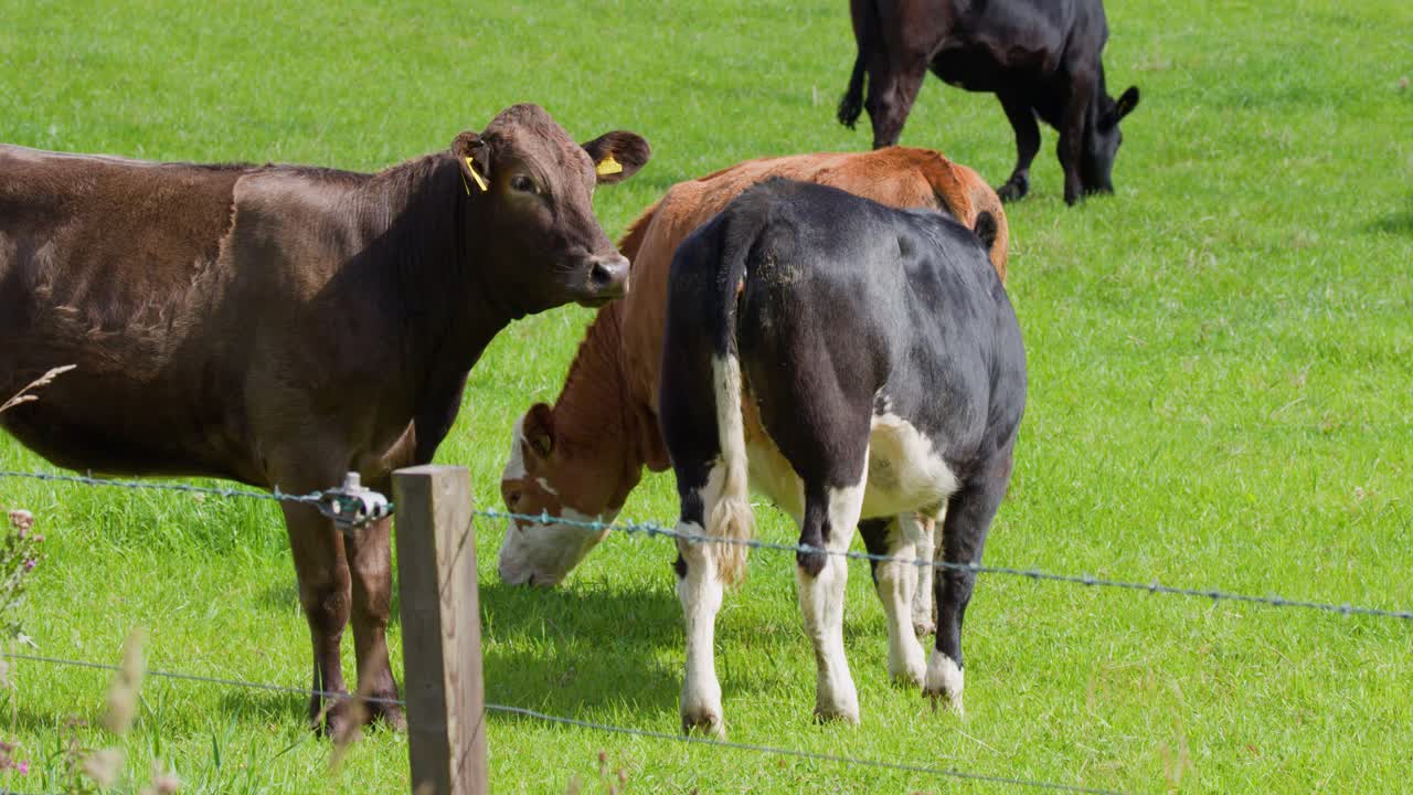 Several cows interact and graze on a lush green pasture in daylight, with steady camera framing and natural lighting highlighting rural farm life