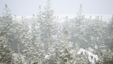 snowy forest in winter