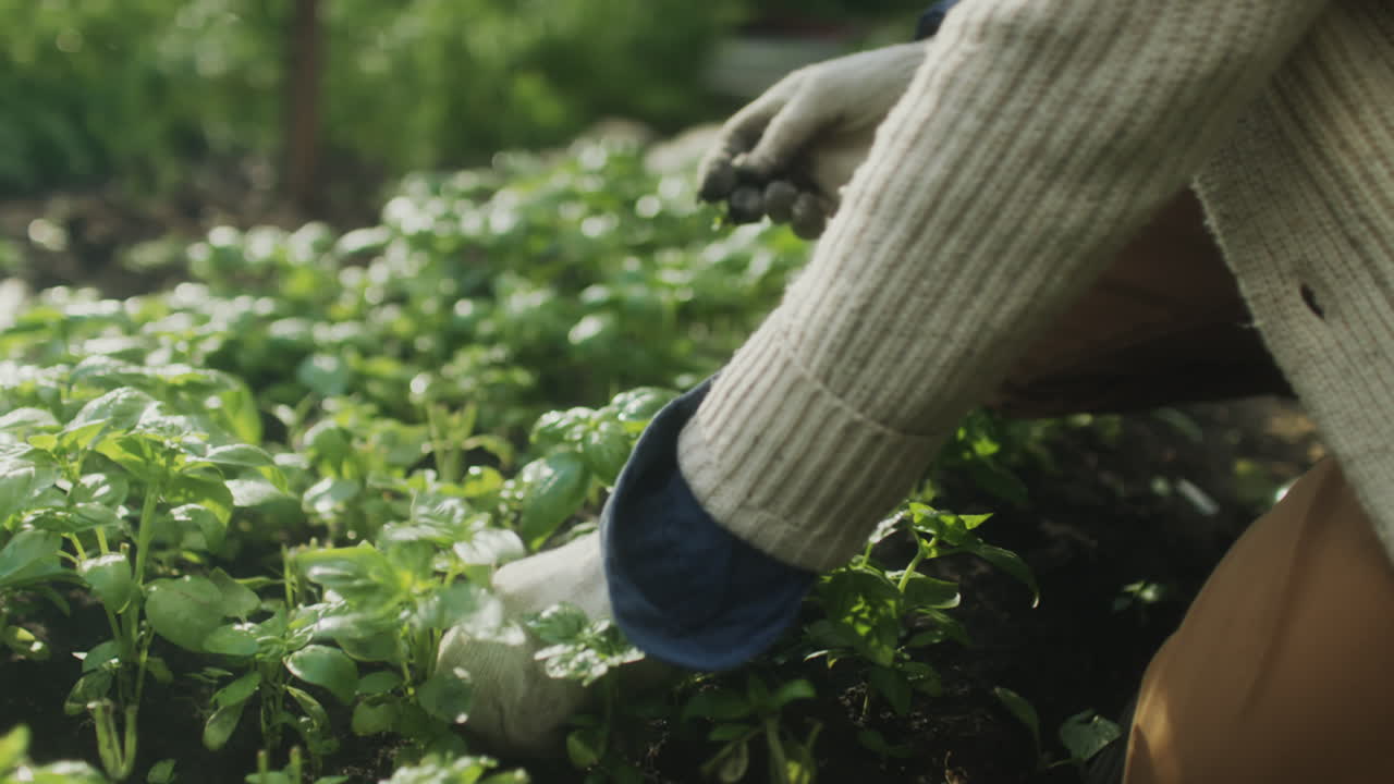 Close-up of a person's hands in gardening gloves tending to green plants
