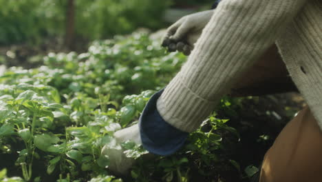 close-up of a person's hands in gardening gloves tending to green plants