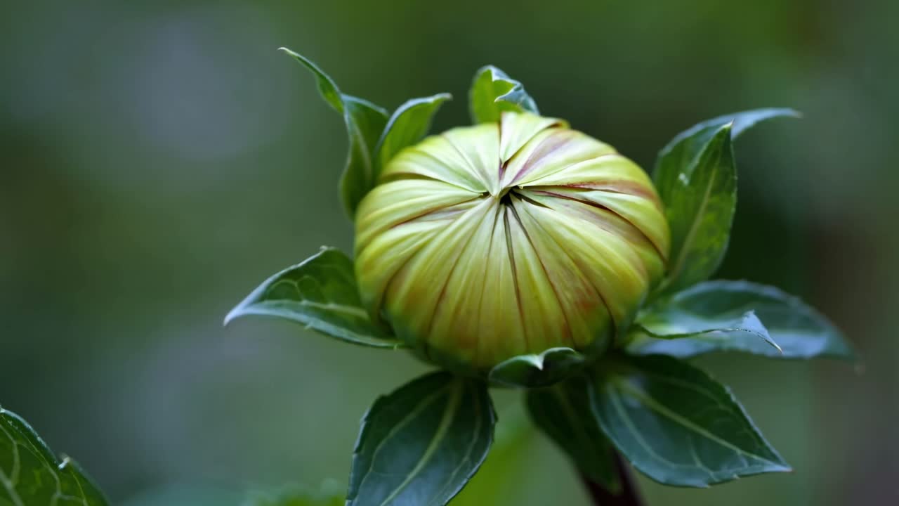 Video ravvicinato di un bocciolo di fiore ben chiuso con foglie verdi, ripreso da un angolo laterale