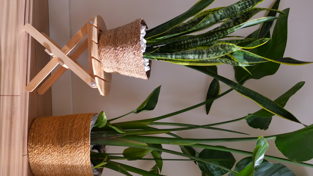 Indoor Plants in Jute Pots