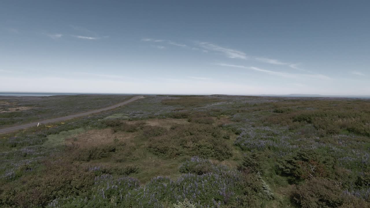 volando por encima de la carretera de asfalto en medio de un campo de lupinos, la naturaleza islandesa