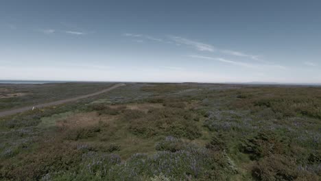 volando por encima de la carretera de asfalto en medio de un campo de lupinos, la naturaleza islandesa